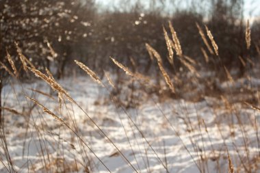 Güzel kış manzarası. Doğa