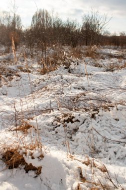 Kış ormanı, kar - ağaçlarla kaplı