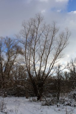 Kar - ormanın arka planında ağaçlarla kaplı