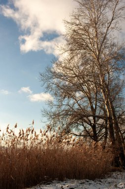 Karlı güzel kış manzarası