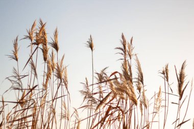 tarladaki kuru otlar.