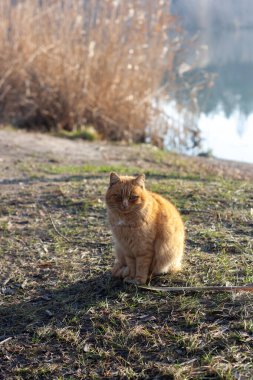 Sokakta kırmızı kedi