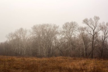 Sonbaharda ağaçlar sisli bir sabah, sonbahar manzarası, doğa,