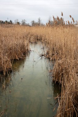 Ormanda güzel bir göl manzarası