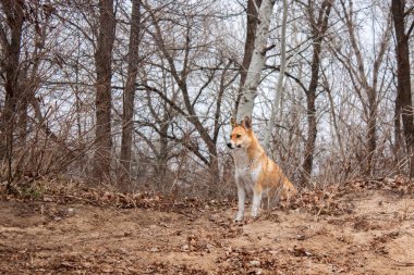 Ormanda güzel bir köpek