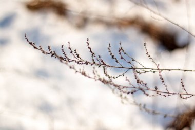 kuru ot karla kaplı