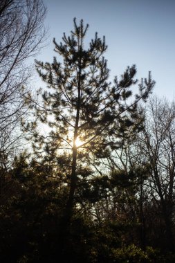 Ormanda güneş ışığı olan ağaç dalları, doğa bitki örtüsü