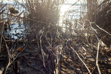 Nehirde güzel sonbahar yaprakları