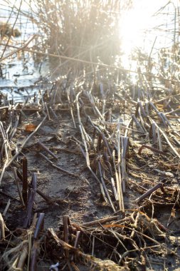 Bahçedeki kuru otlar. sonbahar ormanının arka planı