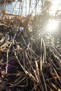 Nehirdeki sazlıklar