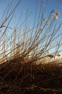 Rüzgarda kurumuş çimenler