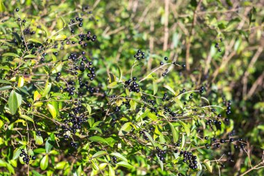 Ormandaki yabani böğürtlenler. yüksek kaliteli fotoğraf