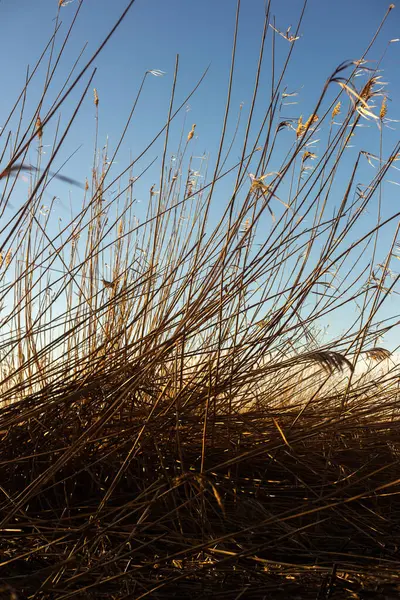 Rüzgarda kurumuş çimenler