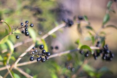 Ağaçtaki siyah meyveler