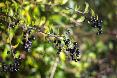 Taze böğürtlen yakın