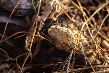 Ağdaki kahverengi örümceğin yakın çekim görüntüsü. yüksek kaliteli fotoğraf