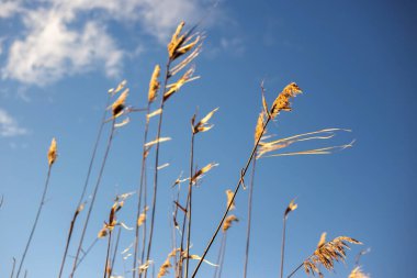 Ormanda sonbahar yaprakları