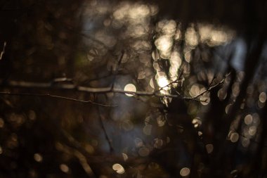 Güzel botanik fotoğrafı, doğal duvar kağıdı.