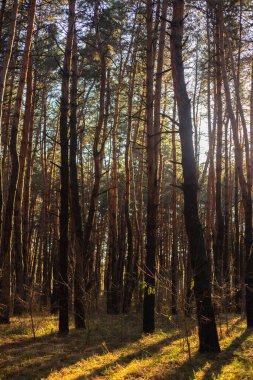 Sonbaharda çam ormanı