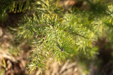 Ormandaki çam dalını kapatın.