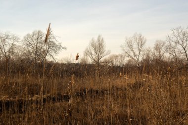 Sonbahar manzarası. Kuru ağaçlar ve parktaki kuru çimen yaprakları.