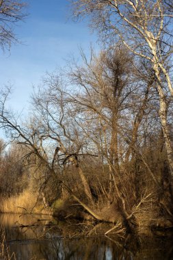 Güneşli bir kış gününde güzel bir nehir..