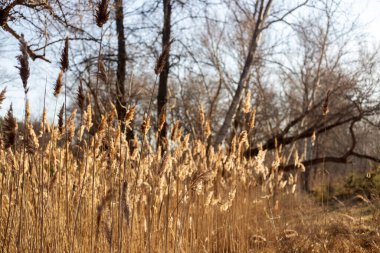 Kuru çimenler ve ağaçlarla dolu güzel sonbahar manzarası