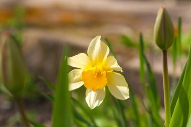 Sarı lale çiçekleri bahar bahçesinde kapanıyor.