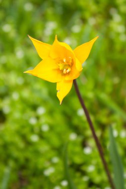 Bahçedeki sarı çiçek