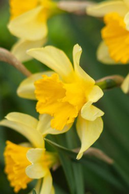 Çiçek açmış nergis çiçeğine yaklaş. seçici odak