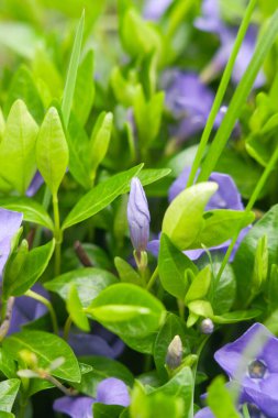 Bahçede güzel bahar çiçekleri