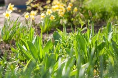 Bahçedeki yeşil çimenler