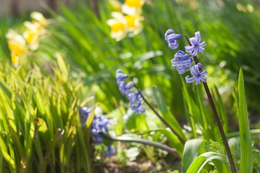 Bahçedeki güzel çiçekler