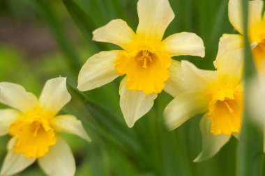 Bahçedeki güzel bahar nergisleri