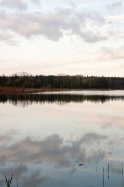 Ormana yansıyan bir gölün güzel bir görüntüsü.