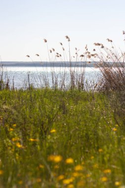 Mavi gökyüzünün önündeki çimenler ve yazın denizin önündeki güneş.