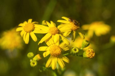 Bahçedeki güzel çiçekler