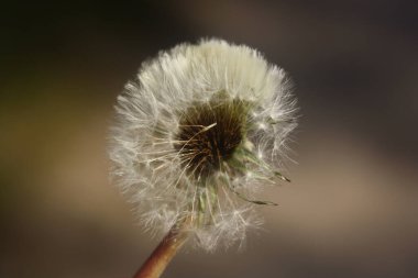 Yeşil arka planda karahindiba çiçeği