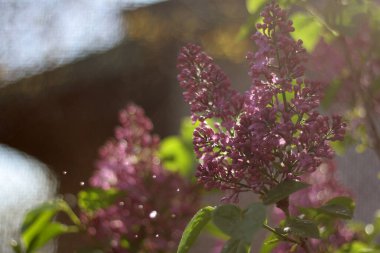 purple flower with drops of water on it clipart