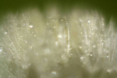 Üzerinde su damlacıkları olan bir karahindibaya yaklaş.