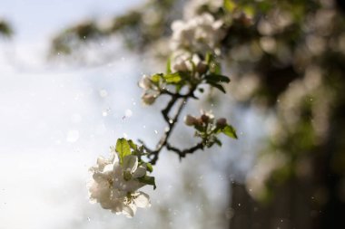 white flower is blooming on a tree. clipart