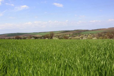 Yeşil tarlalı ve bulutlu beyaz gökyüzü