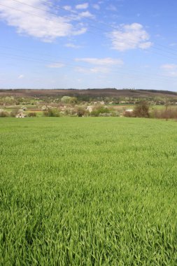 field with a green field and a white sky with clouds clipart