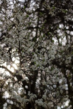 close up of a tree with white flowers and green leaves. clipart