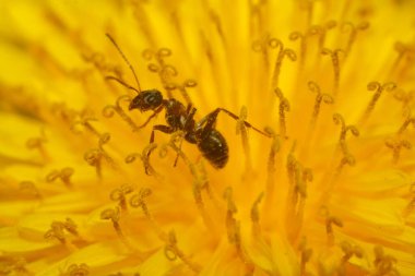 Sarı çiçeğe yaklaş.