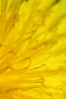 Sarı çiçeğe yaklaş.