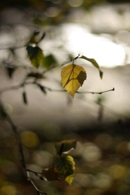 Üzerinde sonbahar yazan sarı ve yeşil yapraklı bir ağaç..