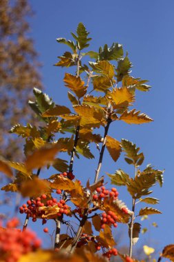 Ağaçtaki bir demet dut.