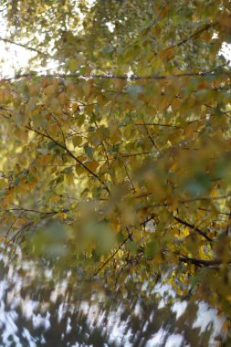 Üzerinde sonbahar yazan sarı ve yeşil yapraklı bir ağaç..