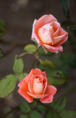 Sonbahar çiçekleri ve yağmur damlaları